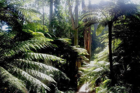 Dandenong Ranges Private Tour Including William Ricketts Sanctuary - Accommodation VIC 1