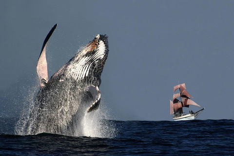 Sydney Harbour Tall Ship Whale & Sail - Whale Watching Cruise - Accommodation VIC 0