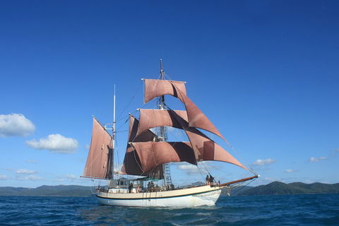 Sydney Harbour Tall Ship Whale & Sail - Whale Watching Cruise - Accommodation VIC 1