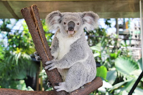 Cairns ZOOM And Wildlife Dome - Accommodation VIC 0