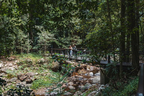 Springbrook AndTamborine Rainforest Tour Incl Natural Bridge And Glow Worm Cave - Accommodation VIC 3