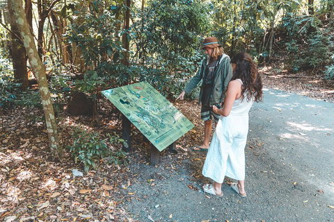 Springbrook AndTamborine Rainforest Tour Incl Natural Bridge And Glow Worm Cave - Accommodation VIC 5