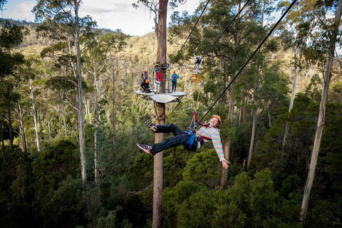 Hollybank Wilderness Adventure - Zipline Tours - Accommodation VIC 0