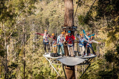 Hollybank Wilderness Adventure - Zipline Tours - Accommodation VIC 1