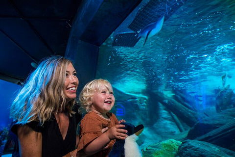 SEA LIFE Sunshine Coast Aquarium Entrance Ticket - Accommodation VIC 0