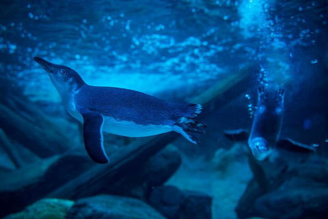 SEA LIFE Sunshine Coast Aquarium Entrance Ticket - Accommodation VIC 1