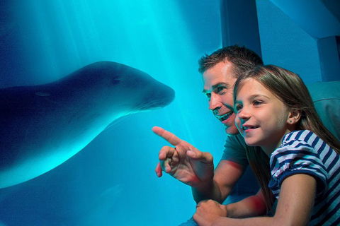 SEA LIFE Sunshine Coast Aquarium Entrance Ticket - Accommodation VIC 2