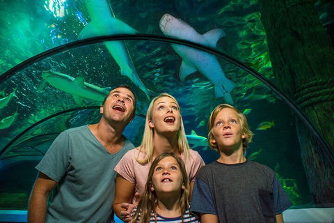 SEA LIFE Sunshine Coast Aquarium Entrance Ticket - Accommodation VIC 3