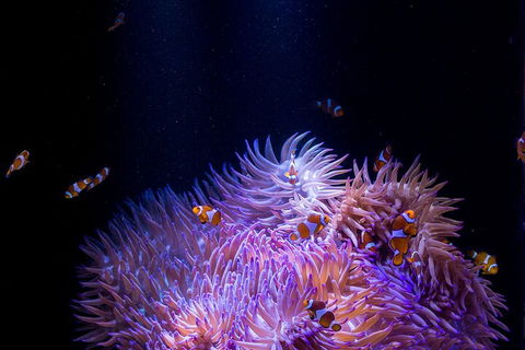 SEA LIFE Sunshine Coast Aquarium Entrance Ticket - Accommodation VIC 4