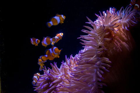 SEA LIFE Sunshine Coast Aquarium Entrance Ticket - Accommodation VIC 5