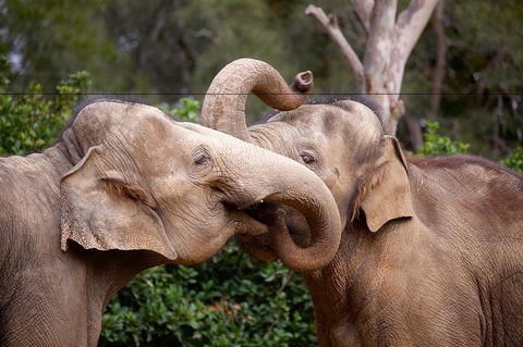 Melbourne Zoo General Entry Ticket - Accommodation VIC 0