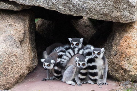 Melbourne Zoo General Entry Ticket - Accommodation VIC 4