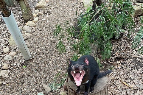 Featherdale Wildlife Park General Admission - Accommodation VIC 1