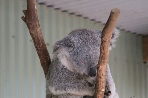 Featherdale Wildlife Park General Admission - Accommodation VIC 3