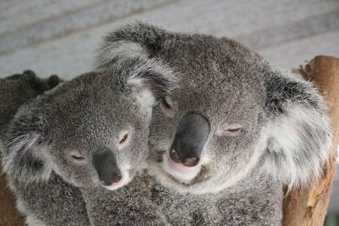 Featherdale Wildlife Park General Admission - Accommodation VIC 4