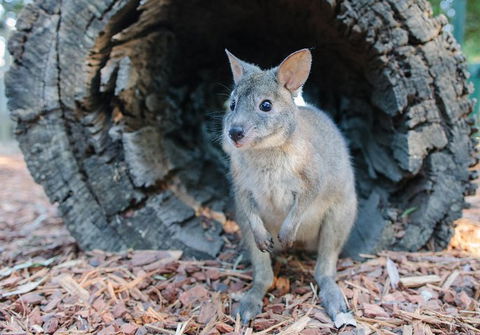 Featherdale Wildlife Park General Admission - Accommodation VIC 5