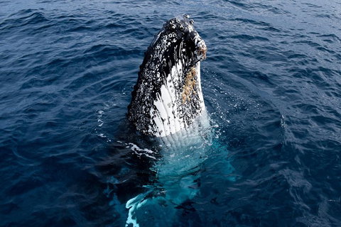 Phillip Island Whale Watching Tour - Accommodation VIC 0
