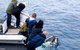 Phillip Island Whale Watching Tour - thumb 1