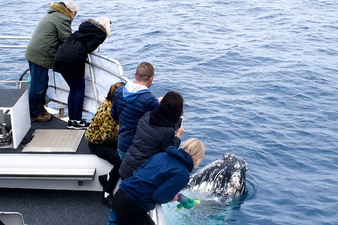 Phillip Island Whale Watching Tour - Accommodation VIC 1