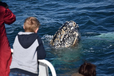 Phillip Island Whale Watching Tour - Accommodation VIC 2