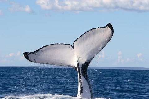 Phillip Island Whale Watching Tour - Accommodation VIC 3