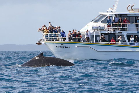 Phillip Island Whale Watching Tour - Accommodation VIC 4