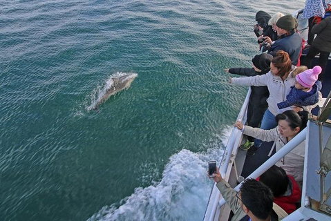 Phillip Island Whale Watching Tour - Accommodation VIC 5